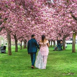 Brooklyn Botanic Garden Cherry Blossom Season 2017 The Chic