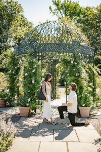 Proposal at the New York Botanical Garden: man on one knee under the domed rose gazebo, climbing roses over the ironwork